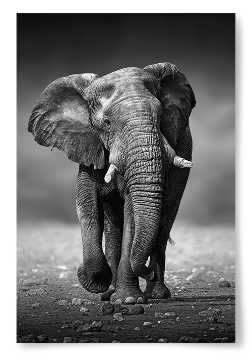 Poster Elefant