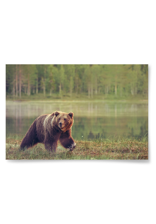 Poster Björn i Natur
