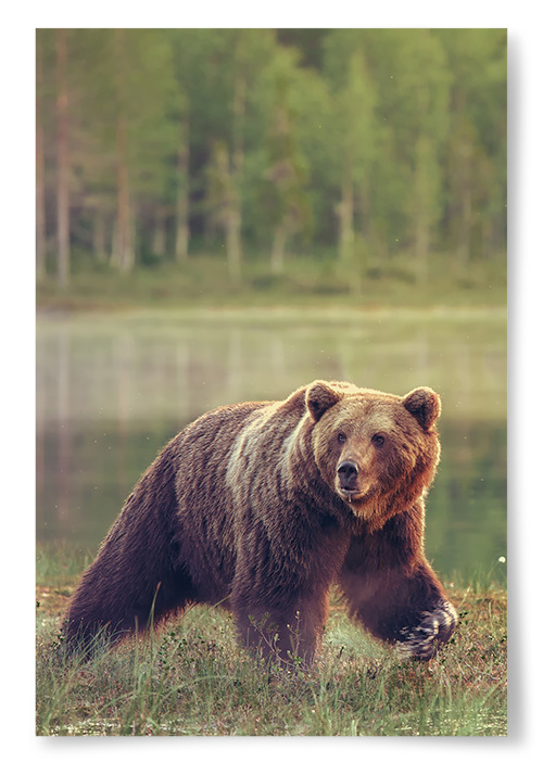 Poster Brunbjörn i Natur