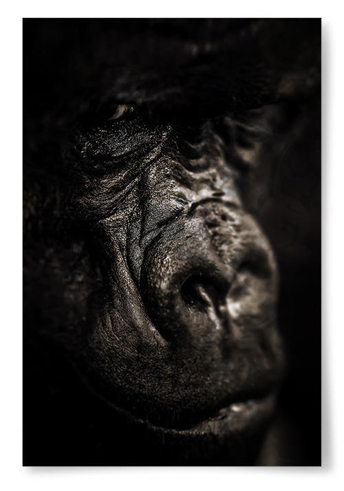 Poster Gorilla 