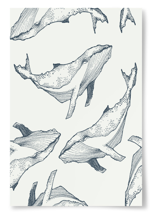 Poster Knölvalar tecknade