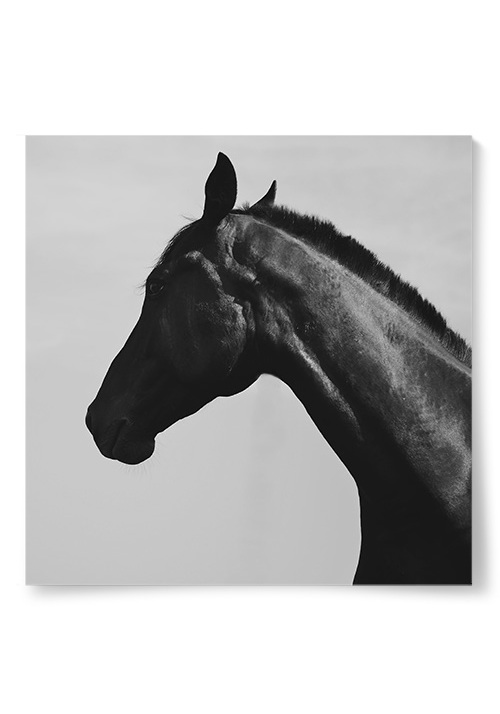 Poster häst fotokonst