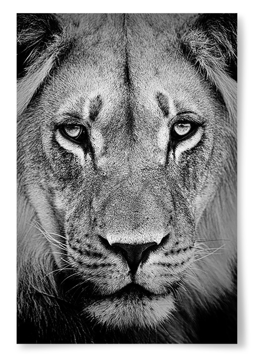 Poster Lejon Porträtt