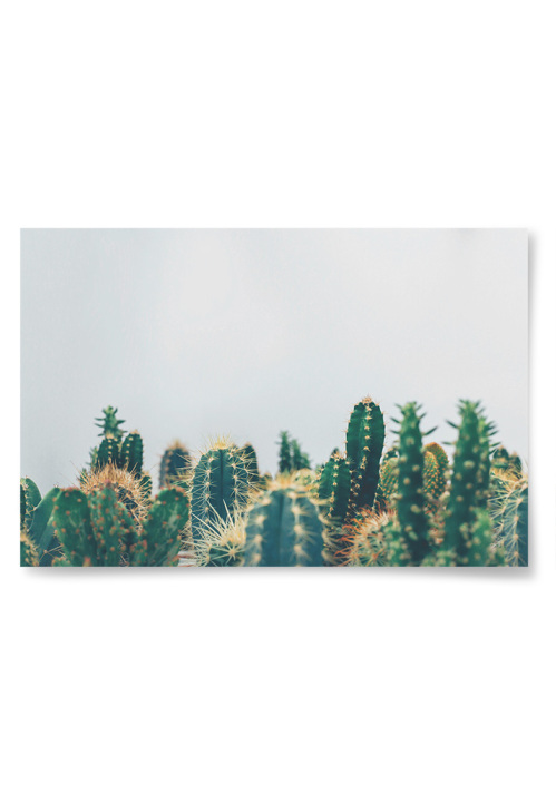 Poster Kaktusar