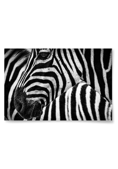 Poster Zebra Närbild