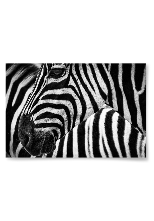 Poster Zebra Nrbild