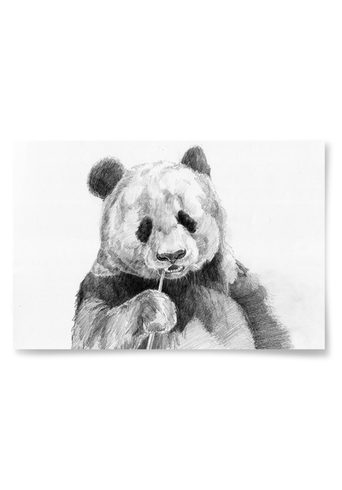 Poster Panda Teckning