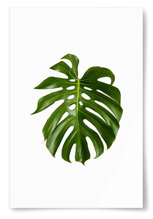 Poster Monstera Blad