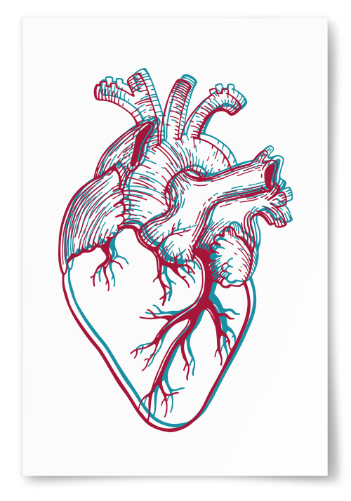 Poster Anatomiskt Hjärta