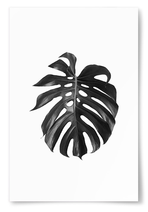 Poster Monstera Blad Svartvit