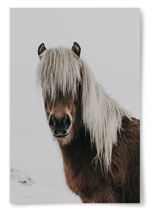 Poster Häst Porträtt