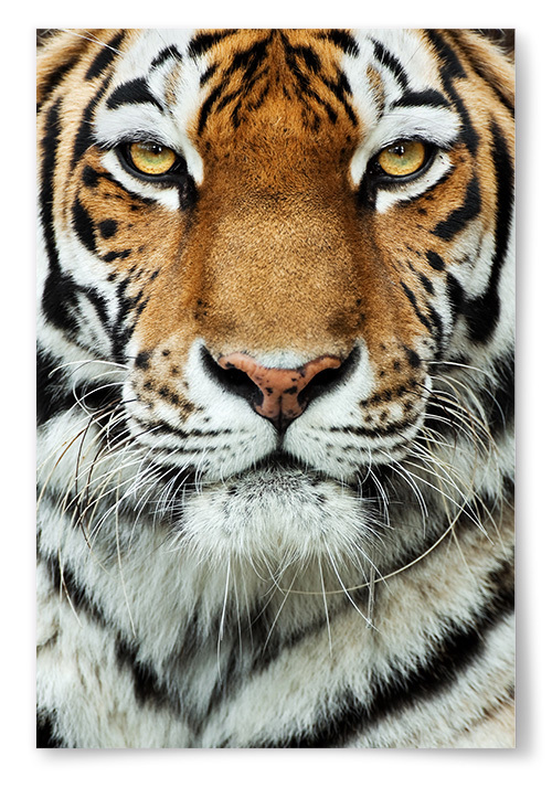 Poster Tiger