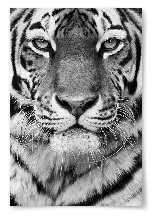 Poster Tiger Svartvit 