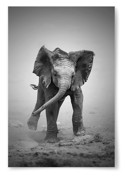 Poster Baby Elephant