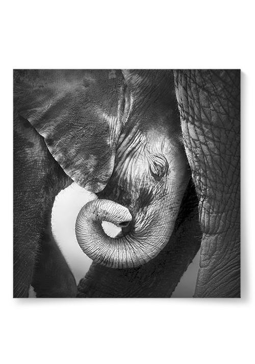 Poster Elefantbebis