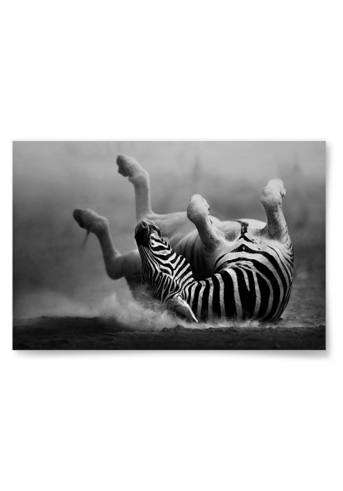 Poster Zebra