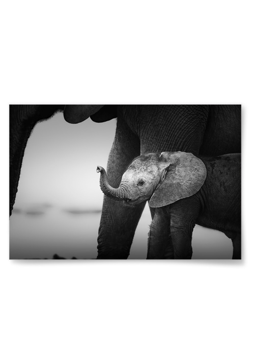 Poster Elefantunge