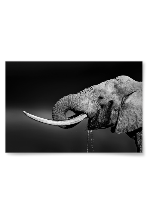 Poster Elefant som Dricker