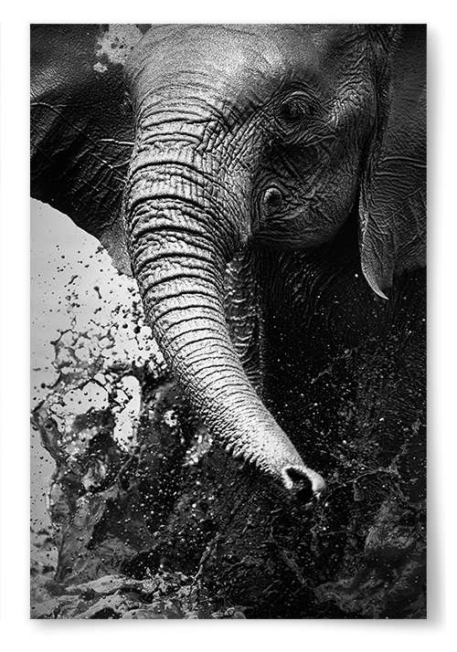 Poster Elefant som Leker