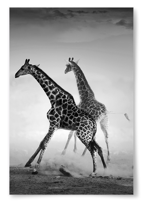 Poster Giraffer