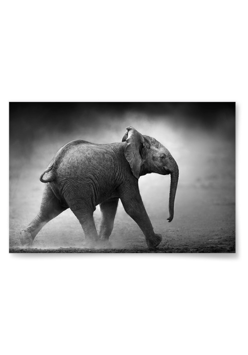 Poster Liten Elefant