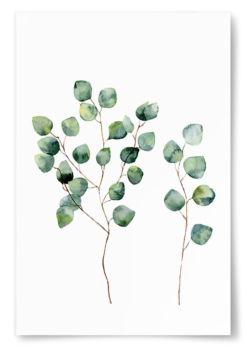 Poster Eucalyptus