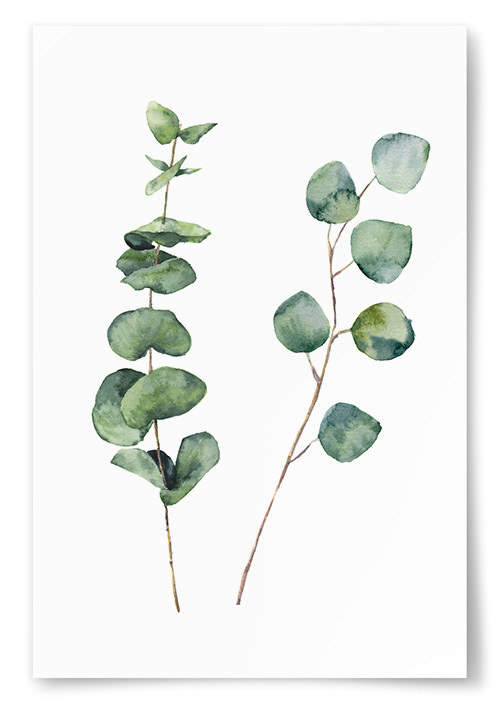 Poster Eucalyptus Kvistar