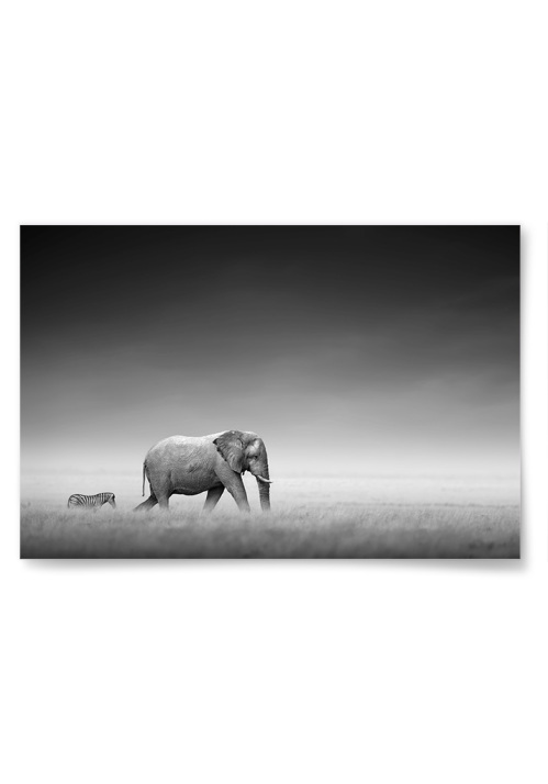 Poster Elefant och Zebra