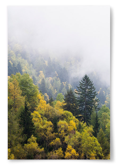 Poster Skog med Höstfärger