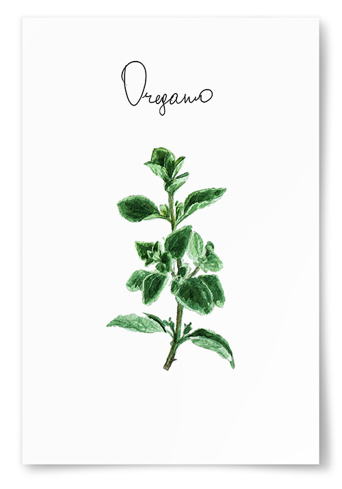 Poster Oregano