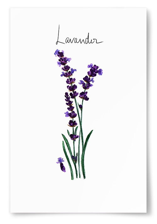 Poster Lavender