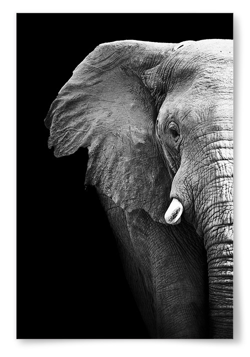 Poster Elephant