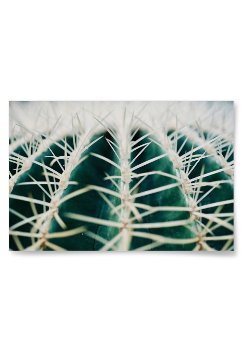 Poster Grn Kaktus