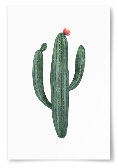 Poster Kaktus Akvarell No.1