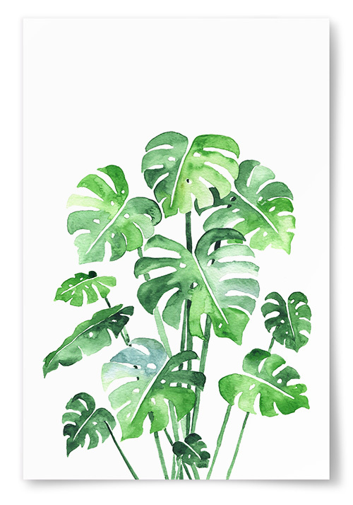 Poster Monstera Akvarell