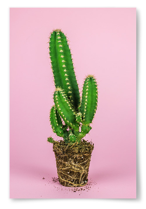 Poster Kaktus Rosa