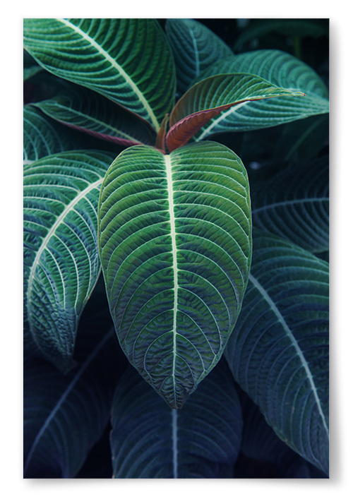 Poster Tropisk Växt