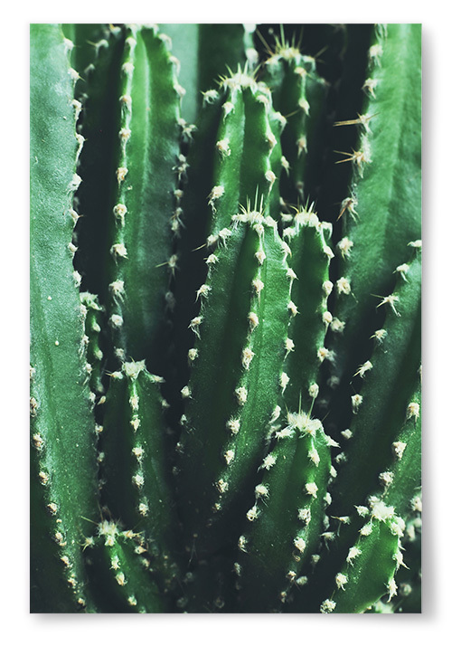 Poster Kaktus Foto 