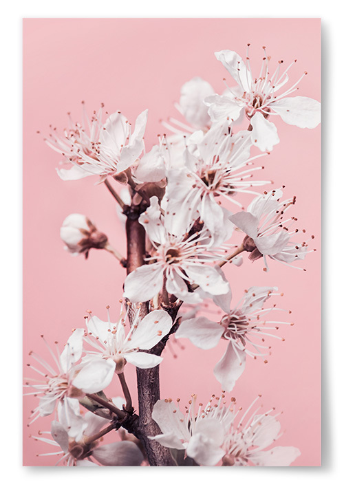 Poster Vita Blommor Framför Rosa