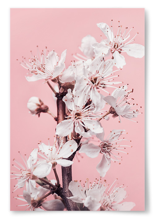 Poster Vita Blommor Framfr Rosa