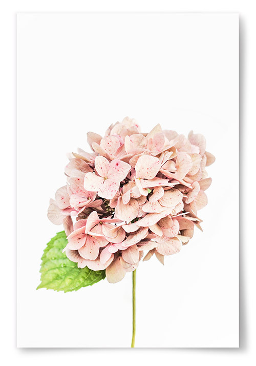 Poster Hortensia Rosa