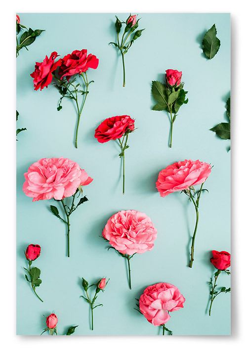 Poster Rosa Blommor