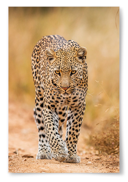 Poster Leopard 