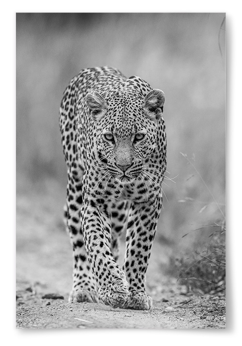 Poster Leopard Svartvit