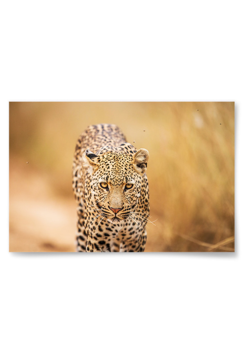 Poster Leopard Horisontell