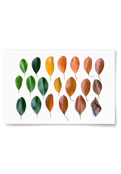 Poster Löv