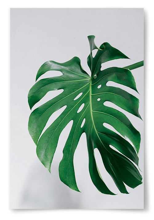 Poster Monstera