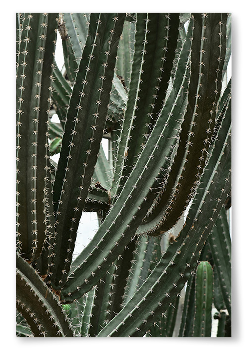 Poster Foto Kaktus