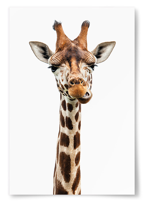 Poster Giraff Som Tuggar