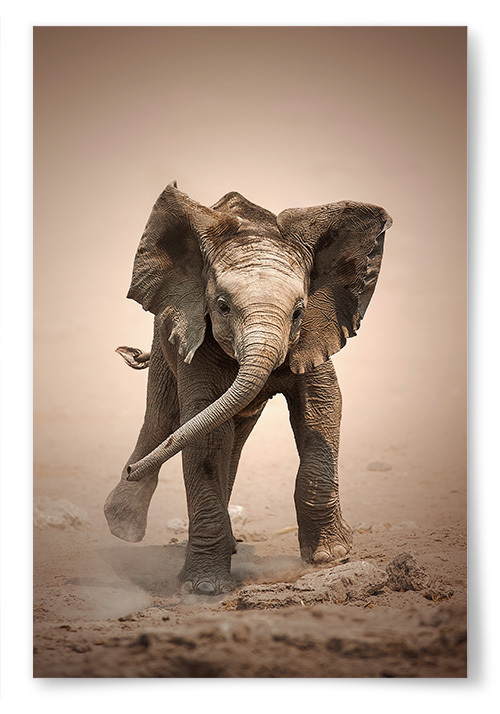 Poster Baby Elephant i Frg